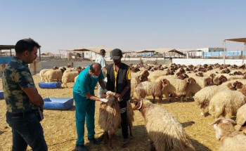 بأكثر من 139000 خدمة.. الوحدة البيطرية بالدمام تقدم خدمات مختلفة