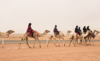 12 هجانة تختتم معسكر الجنادرية