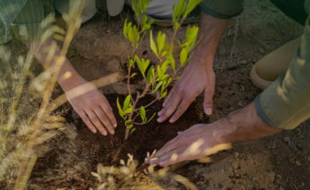 ثلاثة ملايين شتلة تسير نحو تحقيق أهداف مبادرة “أرض القصيم خضراء”