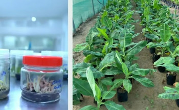 “البيئة” تنجح في توطين إنتاج شتلات الموز بالأنسجة للمساھمة في رفع الناتج المحلي