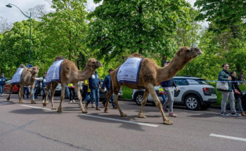 السعودية تشارك في مسيرة الإبل بباريس احتفاء بقرار تخصيص 2024م ليكون “السنة الدولية للإبليات”