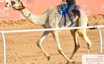 تألقت في ميادين الهجن وحققت لقب النسخة الأولى.. ريما الحربي .. هجانة العرب الأولى