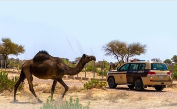 “الأمن البيئي” تضبط مخالفًا لنظام البيئة لارتكابه مخالفة رعي بمحمية الملك سلمان الملكية