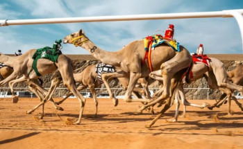 ترسيخًا لمكانتها كوجهة رائدة.. العُلا تستضيف “كأس العرب” و”بطولة العالم” للهجن