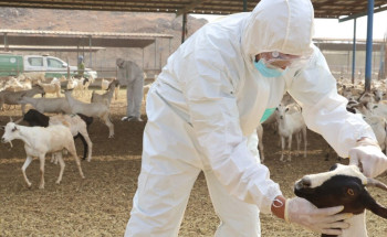 “وقاء” يفحص قرابة 400 ألف رأس من المواشي قبل دخولها العاصمة المقدسة