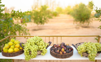 أكثر من 20 طن فاكهة  تدخل معرض مهرجان الفاكهة بطبرجل حتى يومه الثالث بطبرجل