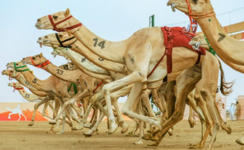 مهرجان ولي العهد للهجن يستقبل المشاركين في أشواط المرحلة النهائية.. غداً