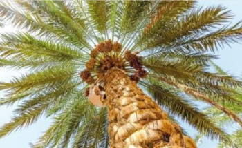 “البيئة”: استخدام مياه الاستزراع السمكي أسهَمَ في زيادة وزن التمور بـ26%