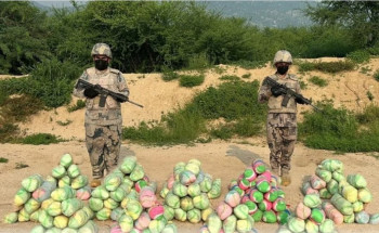 حرس الحدود بجازان يحبط تهريب 250 كجم قات في الحرث