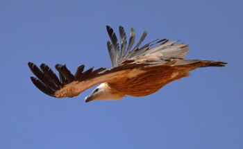 هيئة تطوير محمية الأمير محمد بن سلمان تكتشف 3 مستعمرات تكاثر لنسور غريفون الأوراسية