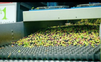 بر طبرجل “تجني ثمار زيتون مشروع مليون زيتونة” هذا الموسم