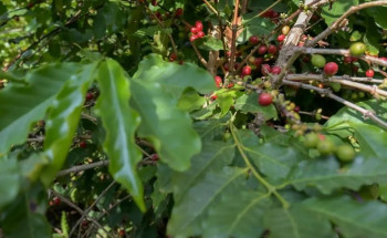 بأكثر من 12 طنًا سنويًا.. “البن الشدوي” أَفضل أنواع القهوة الفاخرة السعودية المقدمة للعالم احتفاءً بيوم القهوة العالمي