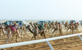 مُلّاك الهجن السعوديون يواصلون التألُّق في كأس الاتحاد السعودي للهجن