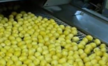 “الإرشاد الزراعي”: تخزين الرطب بتقنية التجميد الفائق بالنيتروجين يحفظ ثمار “البرحي”