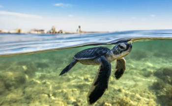 المملكة تُعلن عن اكتشاف أكبر موقع تعشيش للسلاحف البحرية في البحر الأحمر لتعزيز حماية التنوع البيولوجي