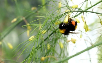 “استدامة” تُعلن عن نجاح توطين زراعة “الهليون” لتعزيز الإنتاج المحلي