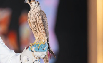 في الليلة الـ18.. بيع “شاهين فرخ” من “الخرار” بمزاد نادي الصقور بـ210 آلاف ريال