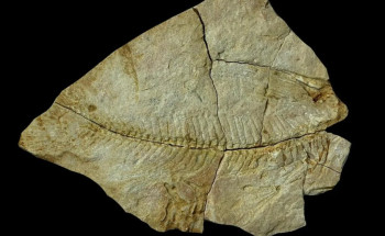 اكتشاف تاريخي لبقايا كائنات بحرية عمرها 56 مليون سنة شمال المملكة