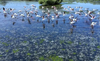 جازان.. تجربة سياحية ساحرة مع طيور الفلامنجو وغابات المانجروف