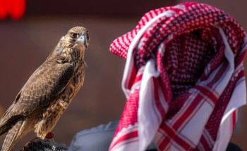 على جوائز تتجاوز 36 مليون ريال.. 141 محترفًا محليًا يتنافسون في اليوم الـ 14 لمهرجان الصقور