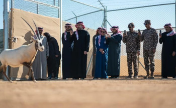 بينها 6 ظباء إدمي.. إطلاق 66 كائنًا فطريًا مهددًا بالانقراض في محمية الملك خالد الملكية