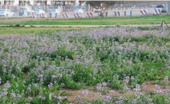 بمشاركة 13 جمعية.. “كشتة الأفلاج” تدشن فعاليات ترفيهية ورياضية للأهالي.. الخميس