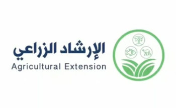 الإرشاد الزراعي: التجفيف الشمسي للبصل يعزّز قيمته ويزيد أرباح المزارعين