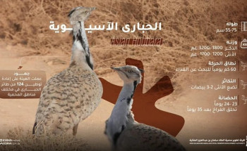 محمية الملك سلمان تشهد إعادة توطين 124 طائر حبارى نادر ضمن جهود حماية التنوع الأحيائي