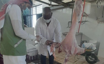 مكتب وزارة البيئة والمياه والزراعة بمحافظة العويقيلة يكثف رقابته الميدانية على سوق الماشية والمسلخ الأهلي