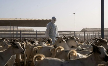 “وقاء” يكشف على أكثر من مليون رأس من الماشية ويدعم موسم حج 1446هـ بإجراءات رقابية ووقائية شاملة