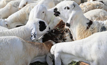 أسواق المواشي في جازان .. حركة نشطة وطلب متزايد وارتفاع نسبي في الأسعار