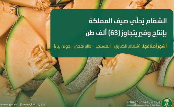 “الشمّام” يُحلّي صيف المملكة بإنتاج وفير يتجاوز 63 ألف طن سنويًا