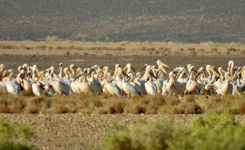 أكثر من 300 بجعة بيضاء تحطّ في محمية الملك سلمان ضمن هجرة الخريف 2025