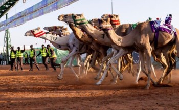 نتائج الأشواط الأولى في جائزة الملك عبدالعزيز لسباقات الهجن