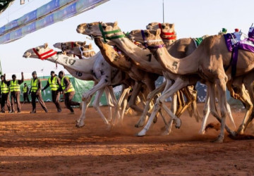 نتائج الأشواط الأولى في جائزة الملك عبدالعزيز لسباقات الهجن