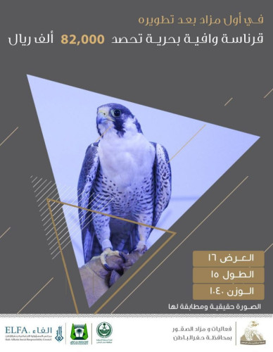 في أول مزاد بعد تطويره : “شاهين” قرناسة وافية بحرية تحصد 82,000 ريال في ‎حفرالباطن