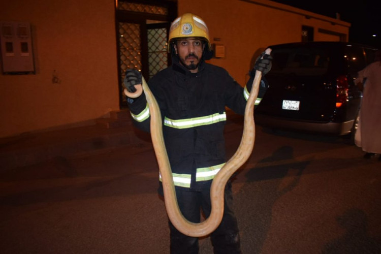 ثعبان ضخم تحت سيارة والدفاع المدني يباشر