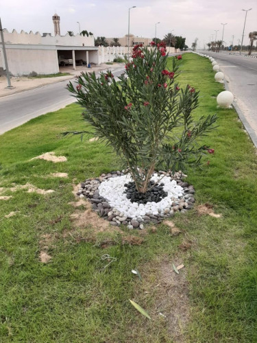 بلدية جوف بني هاجر تزرع أكثر من 120 ألف زهرة و ثلاثة آلاف شجرة لزيادة الرقعة الخضراء