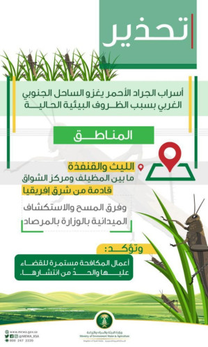 “البيئة” تكافح أسراب الجراد الأحمر بالساحل الجنوبي الغربي القادمة من شرق إفريقيا