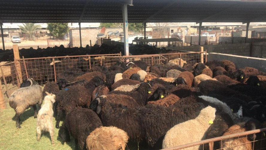 مطار الأحساء الدولي يستقبل أكبر شحنة في تاريخه