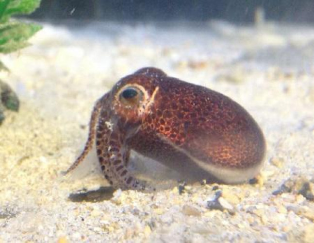 لكنه لا يشبه معظم الحبار