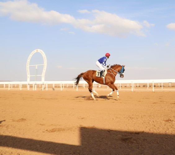 في موسم 2020  … كؤوس فروسية المدينة  تتوج اربع  ميادين بالمملكة