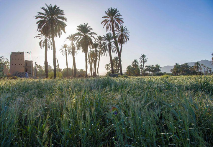 مزارع القمح في نجران.. حكاية و إرث يتكرر كل عام
