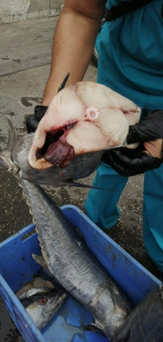 بلدية القطيف تتلف ٣٦٠ كلغ من الأسماك الفاسدة