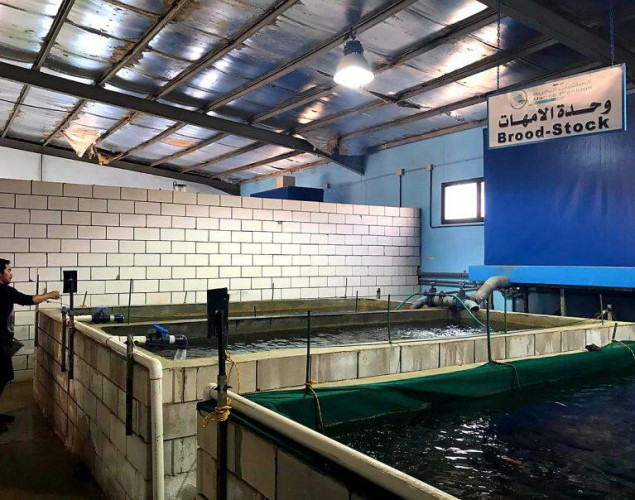 مركز أبحاث الثروة السمكية بجدة يوزع ١٥٠ ألف يرقة أسماك بلطي على مشاريع الاستزراع المائي