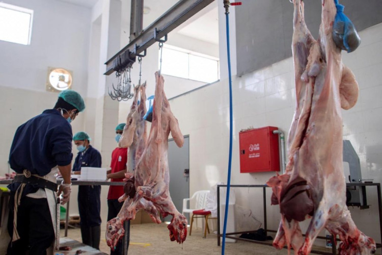 أسواق الأنعام بالجوف.. وفرة المعروض في ظل الإقبال المتزايد على اللحوم خلال شهر رمضان المبارك