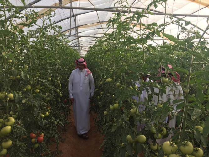 مدير فرع وزارة البيئه بمنطقة الجوف يتفقد المزارعين بمركز صوير