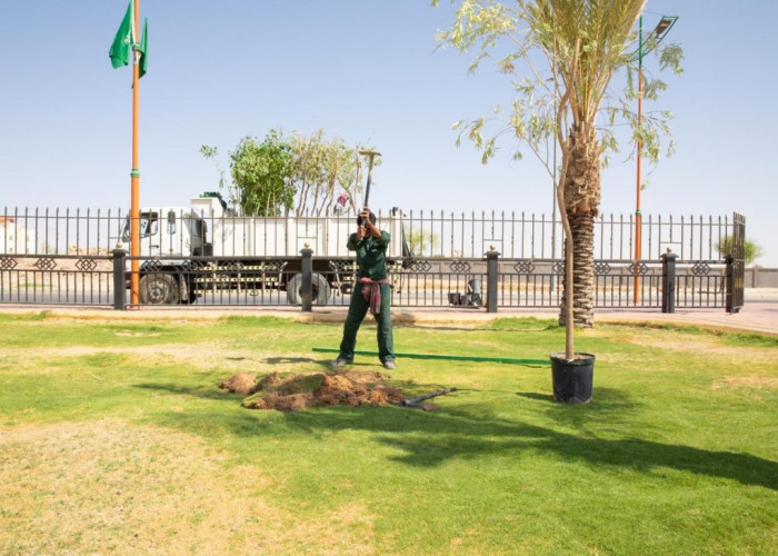 بدء زراعة 100 ألف شجرة في ثاني مراحل مبادرة #الجوف_واحة _خضراء