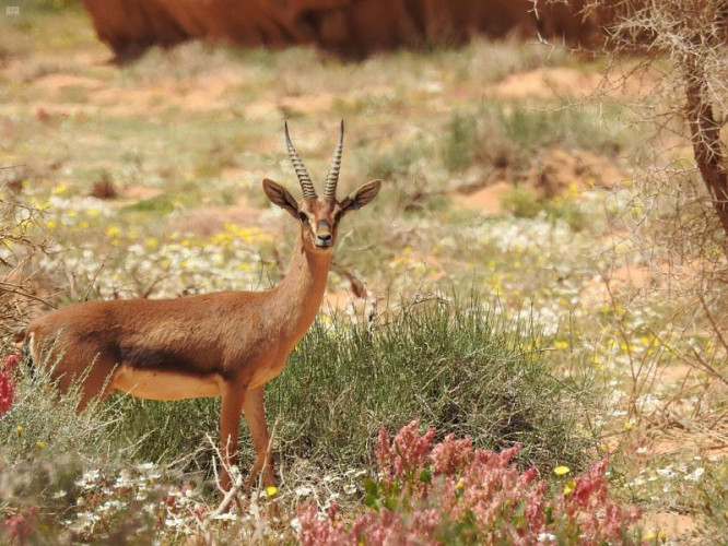 الهيئة الملكية لمحافظة العلا تشرف على عملية تطوير بيئي واسعة النطاق لإعادة التوازن الطبيعي في محمية شرعان