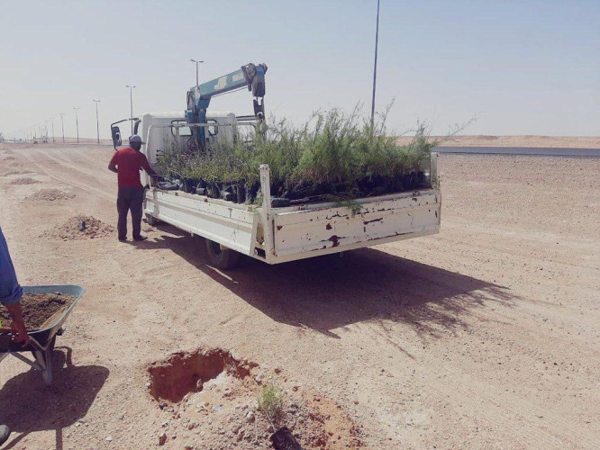 بلدية الحديثة تستمر بغرس الأشجار ضمن مبادرة الجوف واحة خضراء